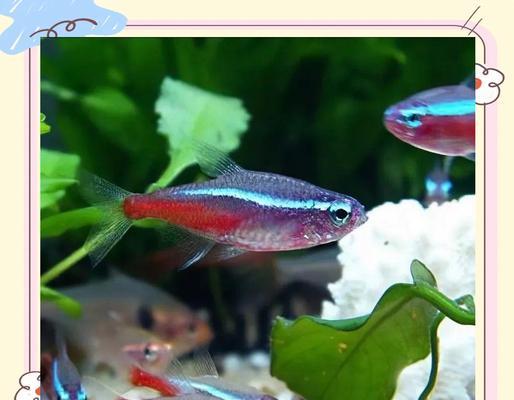 温和灯科鱼品种推荐与养殖要点，打造宁静水族乐园