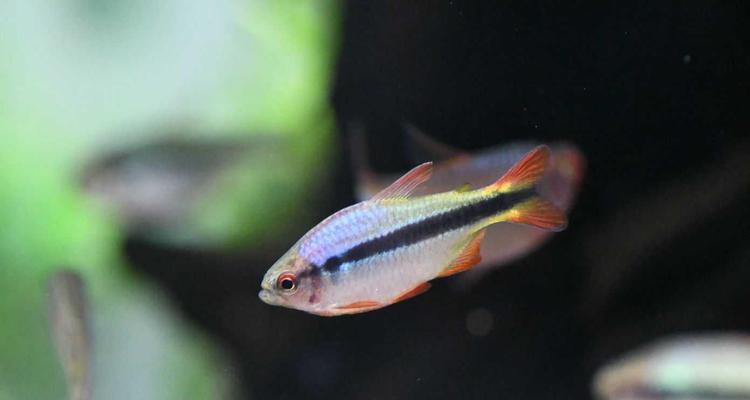 温和灯科鱼品种推荐与养殖要点，打造宁静水族乐园