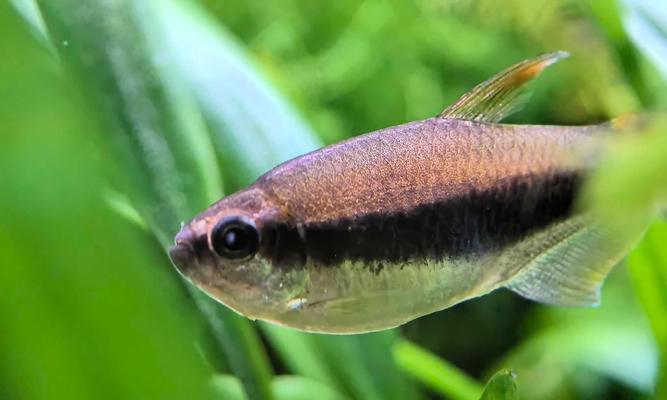 温和灯科鱼品种推荐与养殖要点，打造宁静水族乐园