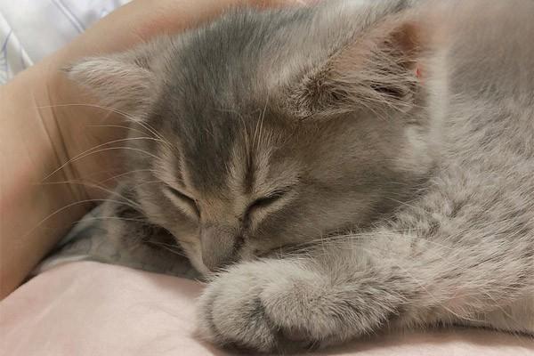 犬猫维生素D缺乏症治疗方案 犬猫维生素D缺乏症治疗方案