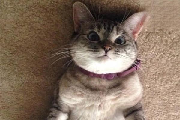 犬猫维生素D缺乏症 犬猫维生素D缺乏症