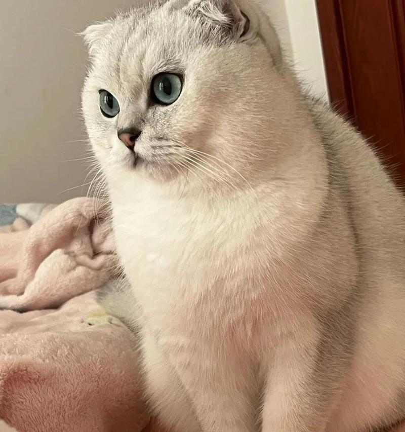 猫咪反摔技能的科学原理与应用 猫咪反摔技能的科学原理与应用