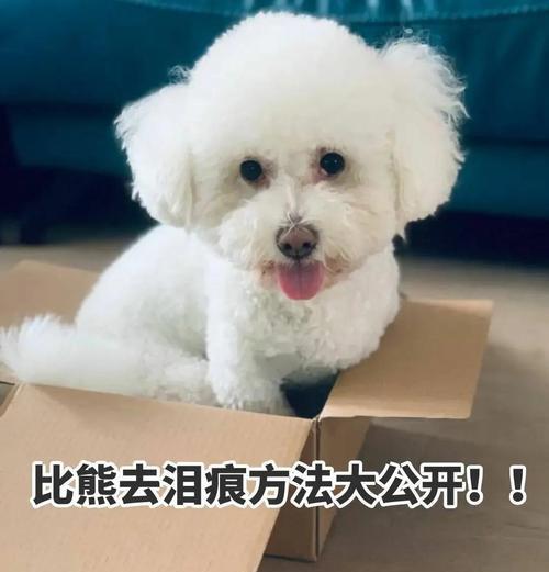 比熊犬泪痕问题解决方法