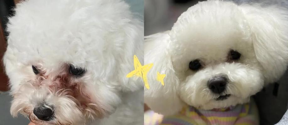 比熊犬泪痕问题解决方法