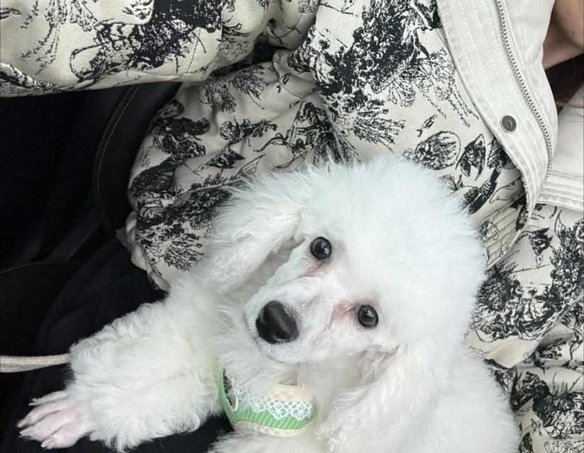 比熊犬泪痕问题解决方法