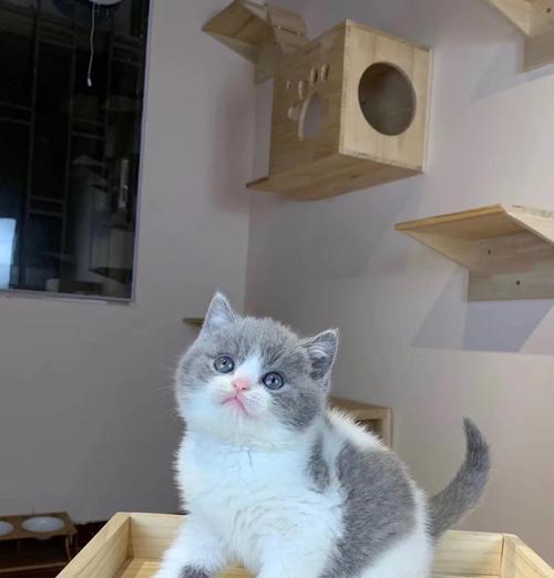 英短猫的缺点与饲养挑战