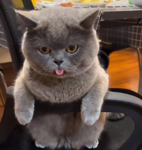 英短猫的缺点与饲养挑战