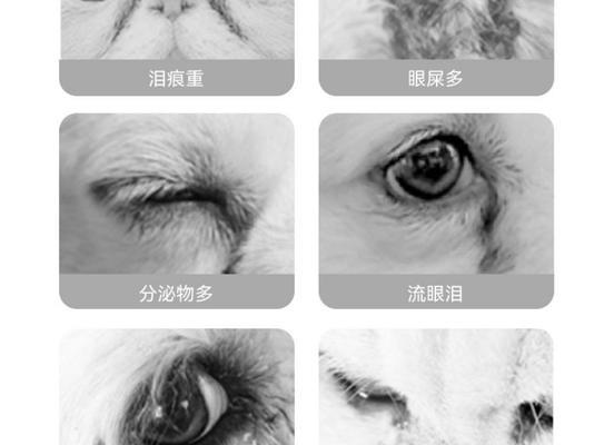 宠物眼药水保质期与使用安全指南 宠物眼药水保质期与使用安全指南