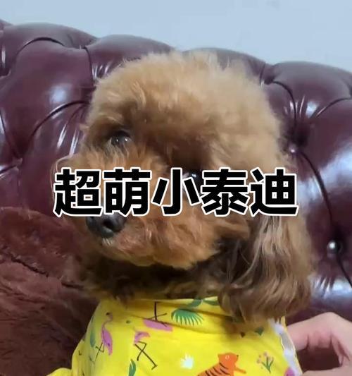 泰迪狗品种大全：从巨型到迷你，探索多样魅力