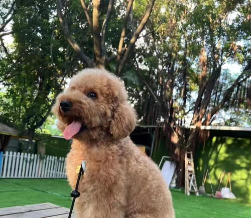 泰迪狗品种大全：从巨型到迷你，探索多样魅力