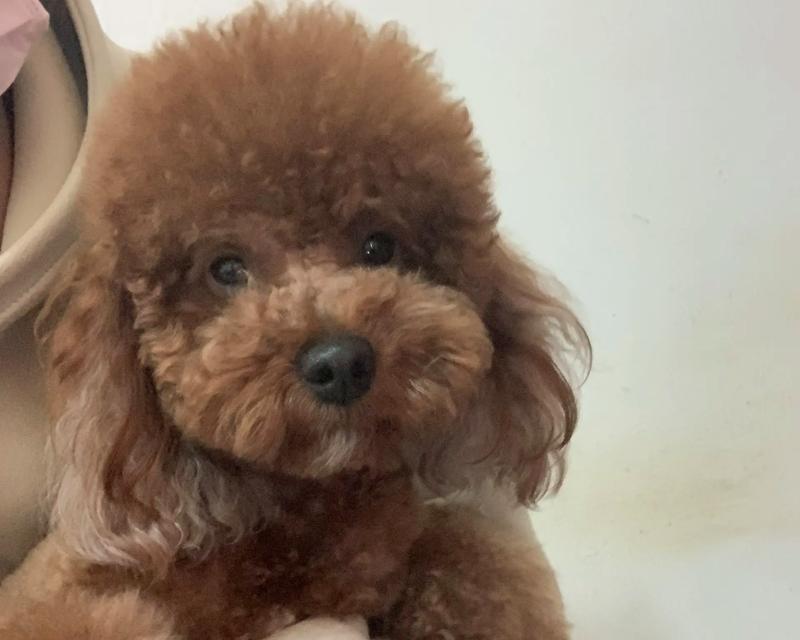 泰迪狗品种大全：从巨型到迷你，探索多样魅力