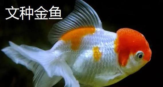 探索金鱼世界最美品种