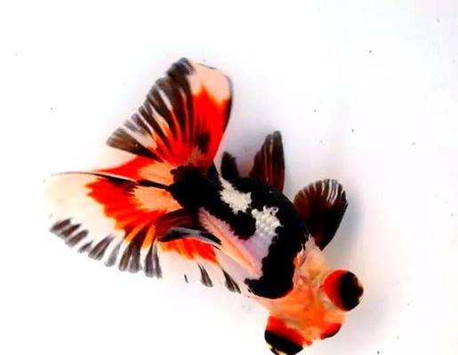 探索金鱼世界最美品种