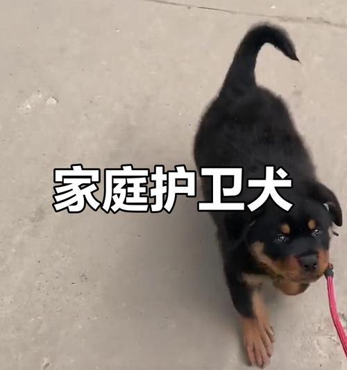 罗威纳犬与孩子相处的15大益处