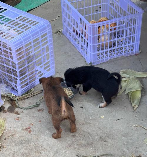 罗威纳犬与孩子相处的15大益处