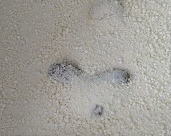 王贵皮木薯猫砂怎么样？