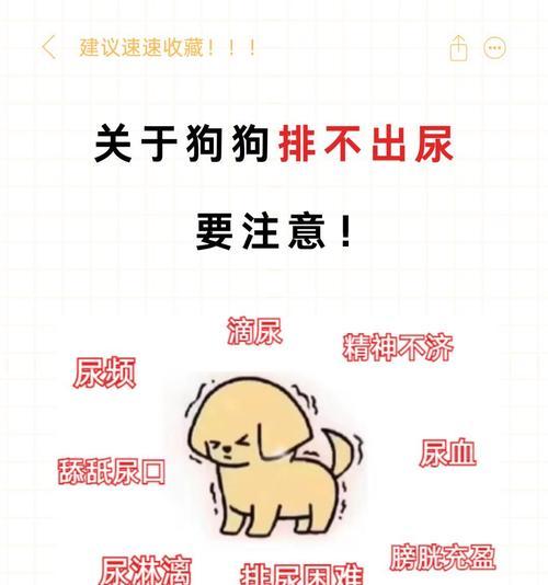 幼犬排泄训练时间与方法详解 幼犬排泄训练时间与方法详解
