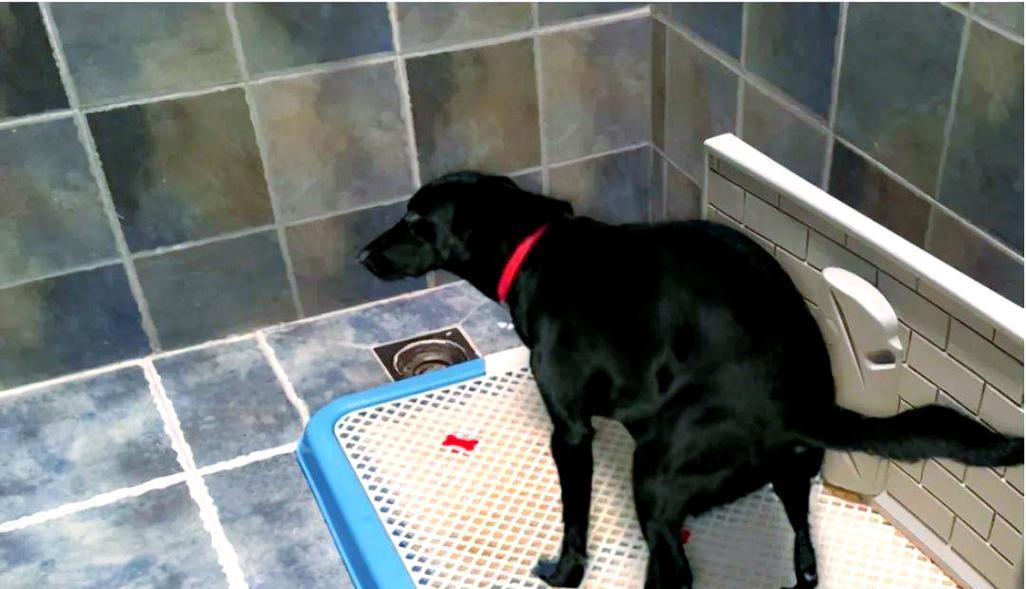 幼犬排泄训练时间与方法详解 幼犬排泄训练时间与方法详解