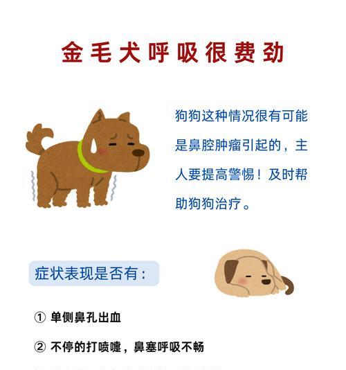 金毛狗狗口臭原因及解决方法