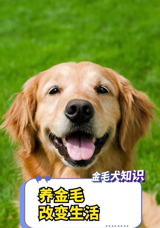 金毛狗狗口臭原因及解决方法