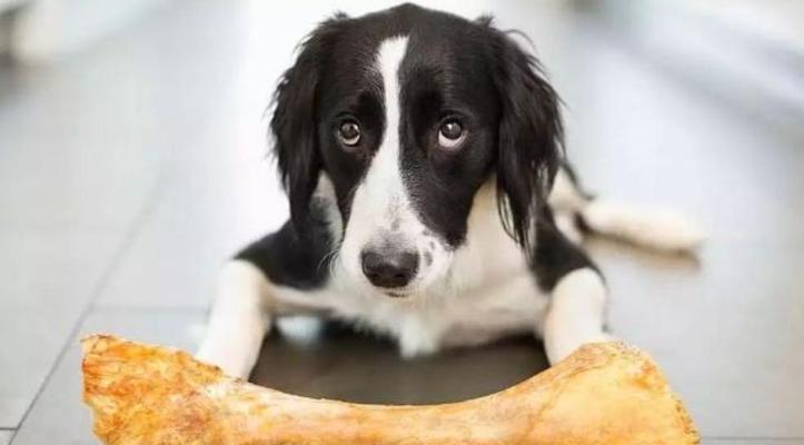 40天小狗每天吃一顿的饮食节律形成