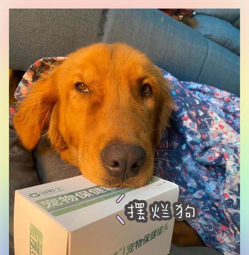 金毛狗狗口臭原因及解决方法