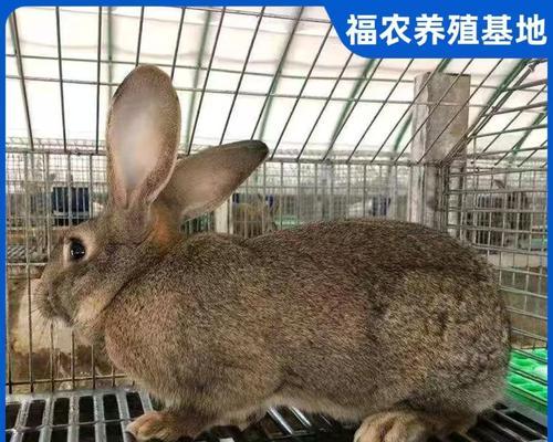 巨型肉兔品种及特点解析 巨型肉兔品种及特点解析