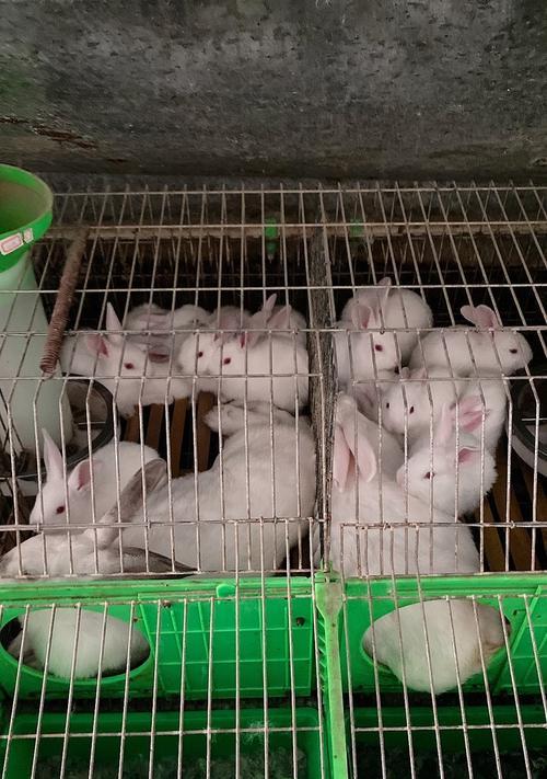 巨型肉兔品种及特点解析 巨型肉兔品种及特点解析