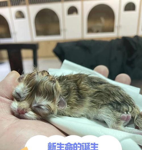 猫咪生育周期与繁殖能力全解析 猫咪生育周期与繁殖能力全解析