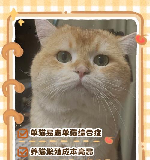 猫咪生育周期与繁殖能力全解析 猫咪生育周期与繁殖能力全解析