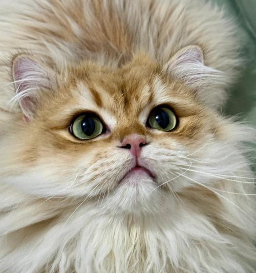 猫咪生育周期与繁殖能力全解析 猫咪生育周期与繁殖能力全解析