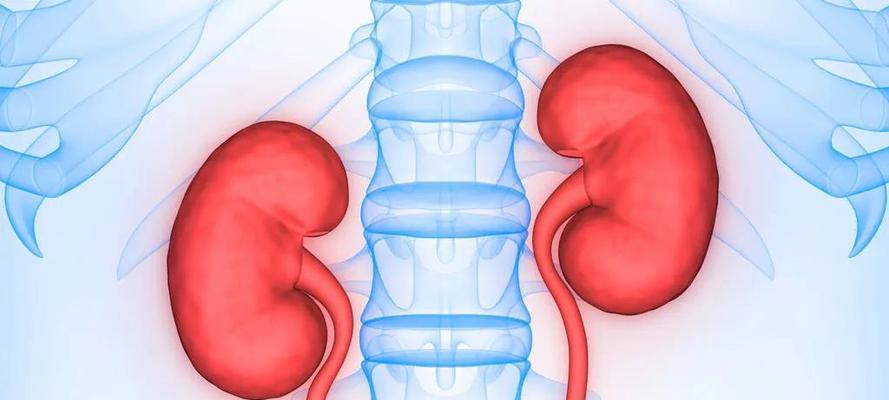 狗狗肾脏疾病预防与护理指南 狗狗肾脏疾病预防与护理指南