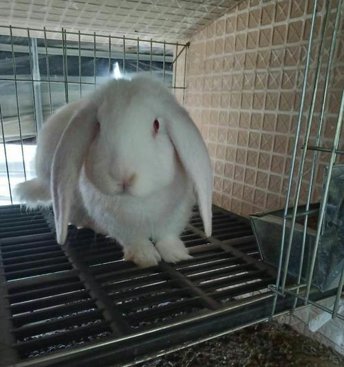 巨型肉兔品种及特点解析