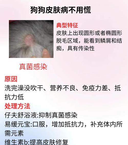 如何预防狗狗传染疾病