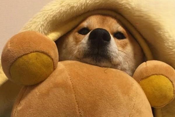 母犬低血糖症治疗方案 母犬低血糖症治疗方案