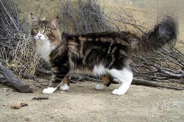 猫糖尿病 猫糖尿病