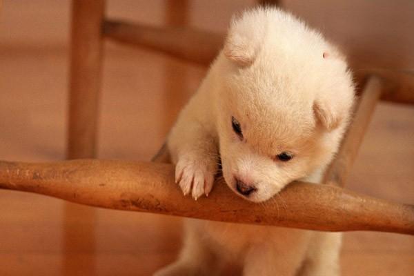 1626745491393796.jpg 犬猫丙球蛋白病