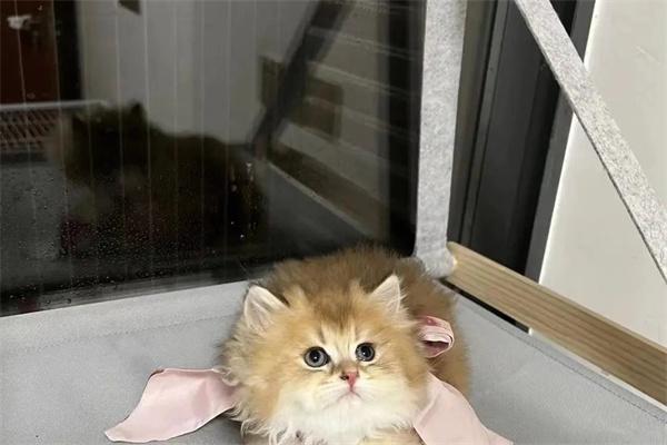 饲养宠物有哪些坏处? 饲养宠物有哪些坏处?