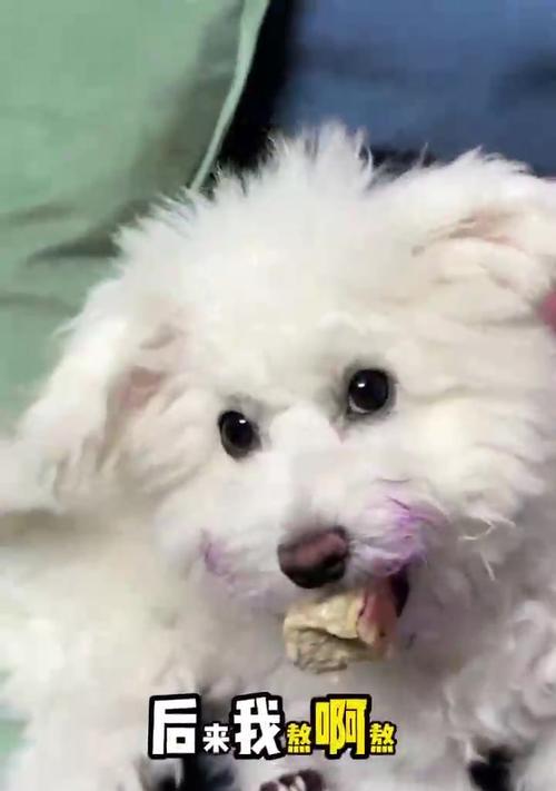 狗狗的尴尬期到底有多久？（了解宠物犬尴尬期的关键点）