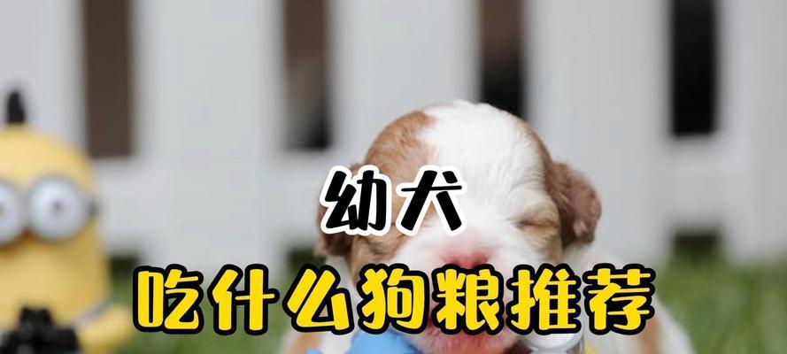 幼犬吃狗粮时间指南
