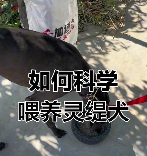 幼犬何时开始吃狗粮？（小狗崽一岁多才能吃狗粮吗？）