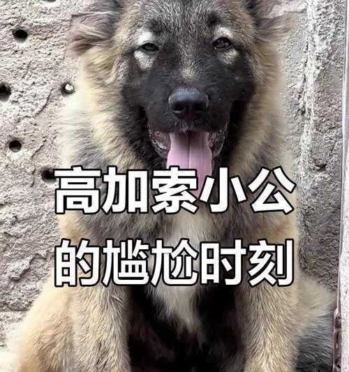 狗狗的尴尬期到底有多久？（了解宠物犬尴尬期的关键点）