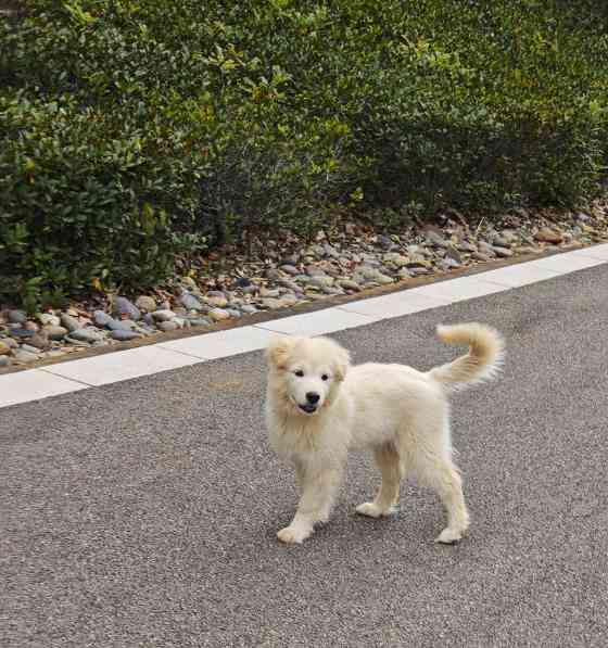 狗狗的尴尬期到底有多久？（了解宠物犬尴尬期的关键点）