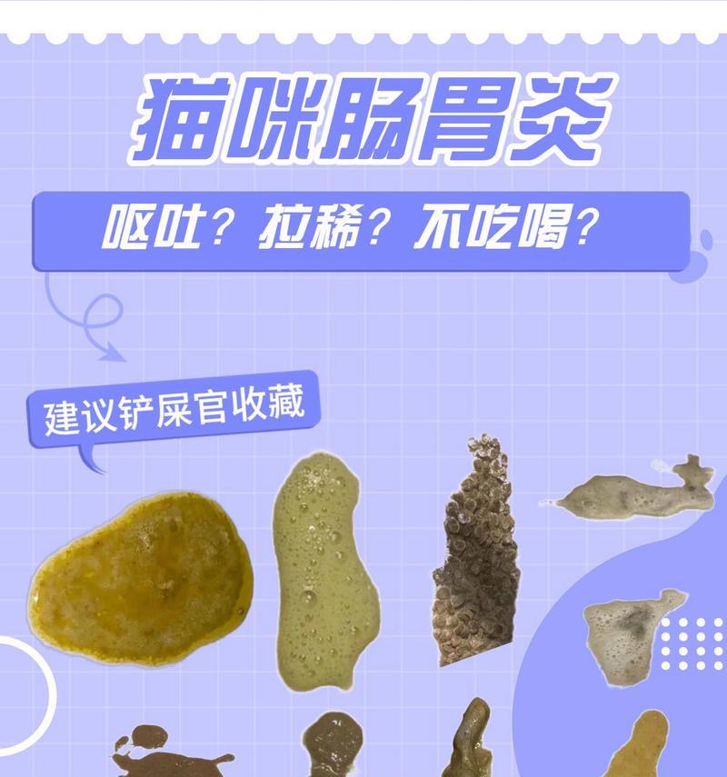 猫咪腹泻原因与治疗注意事项