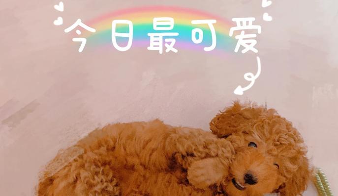 三招教育泰迪,让你的宠物更听话(培养泰迪良好行为的有效方法) 三招教育泰迪,让你的宠物更听话(培养泰迪良好行为的有效方法)