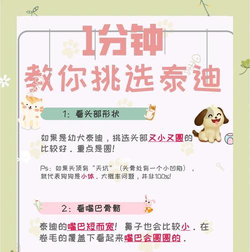 三招教育泰迪,让你的宠物更听话(培养泰迪良好行为的有效方法) 三招教育泰迪,让你的宠物更听话(培养泰迪良好行为的有效方法)