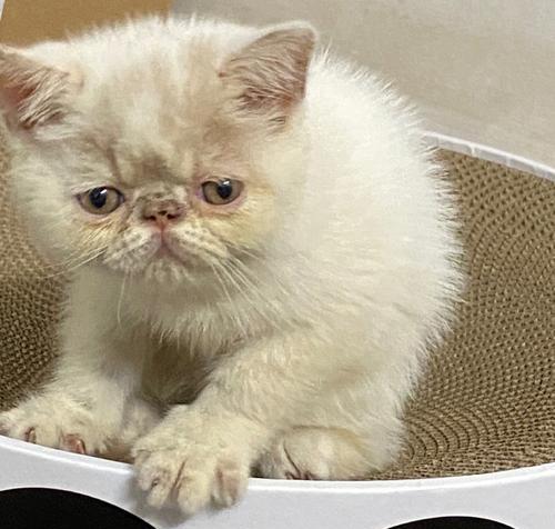 养加菲猫的坏处（加菲猫的缺点及养宠前需知）