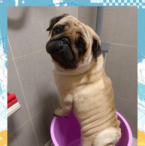 以巴哥犬的睡眠习惯与需求（探究以巴哥犬睡眠时长及影响因素）