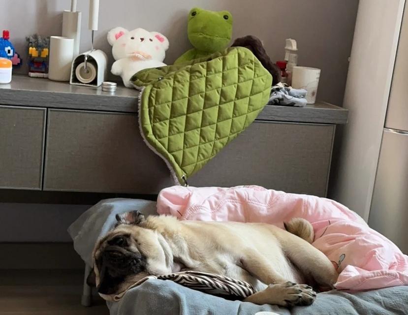 以巴哥犬的睡眠习惯与需求（探究以巴哥犬睡眠时长及影响因素）