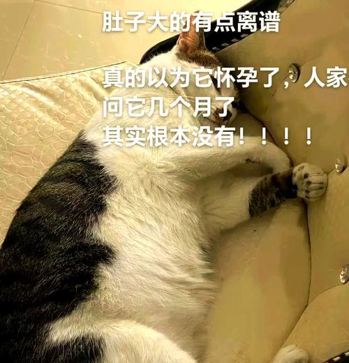 小猫肚子大怎么办？健康原因与解决方法